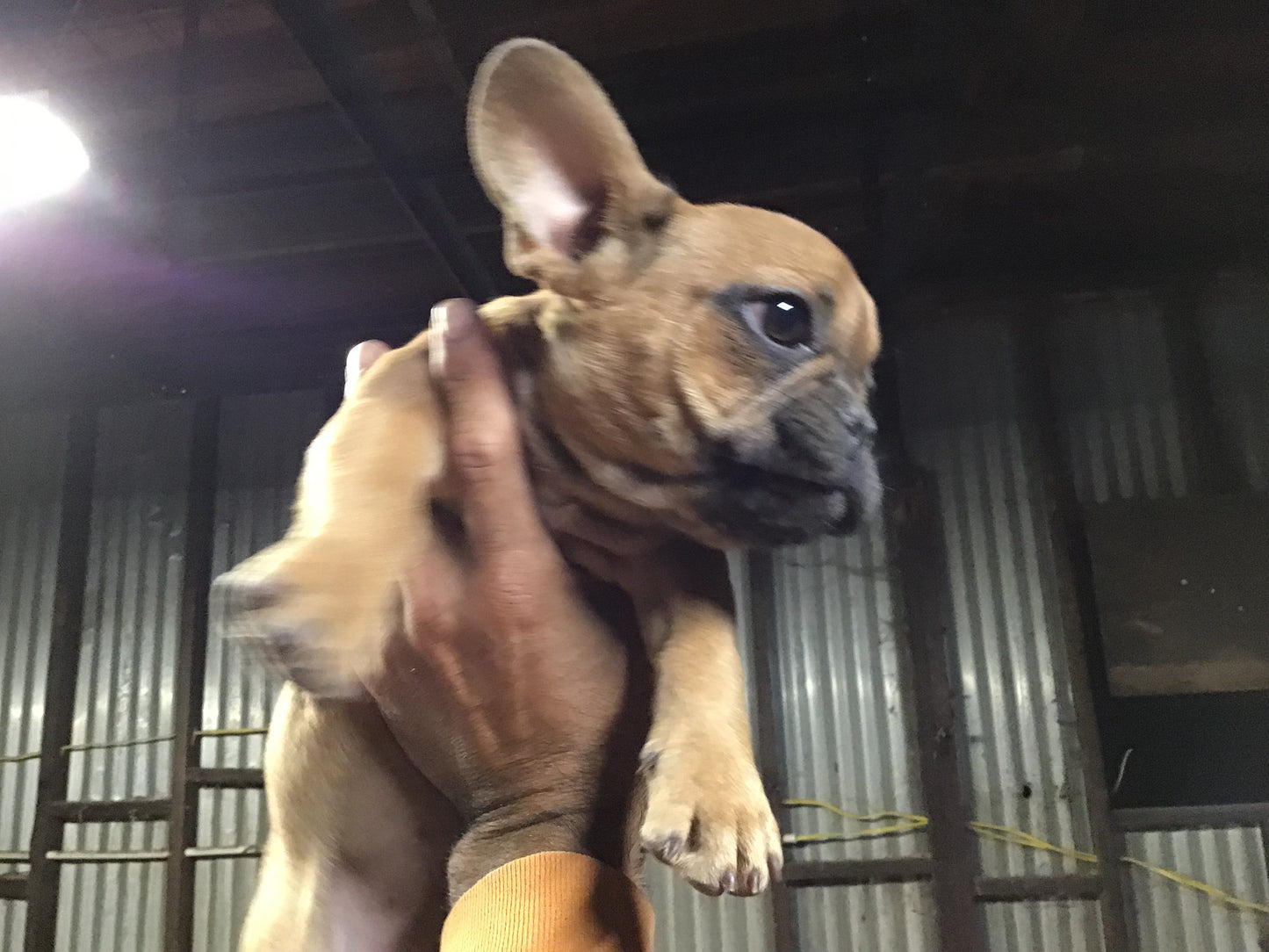 Red fawn male French Bulldog AKC