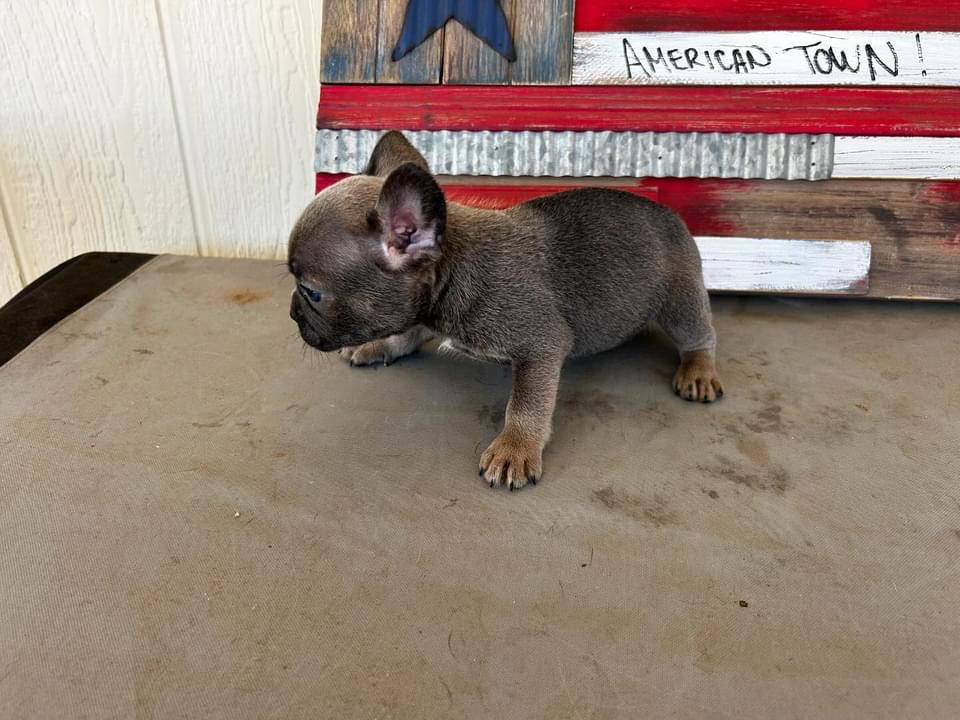 boy #3 and Fluffy carrier AKC full rights and will be up-to-date and vaccines.