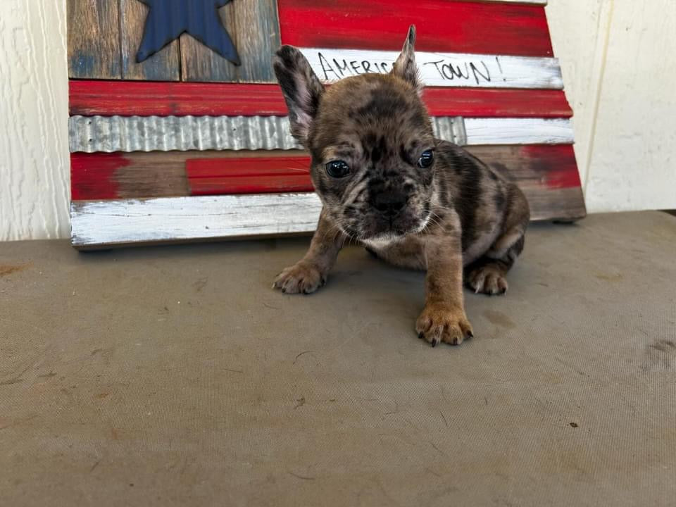 boy #5 and Fluffy carrier AKC full rights and will be up-to-date and vaccines.