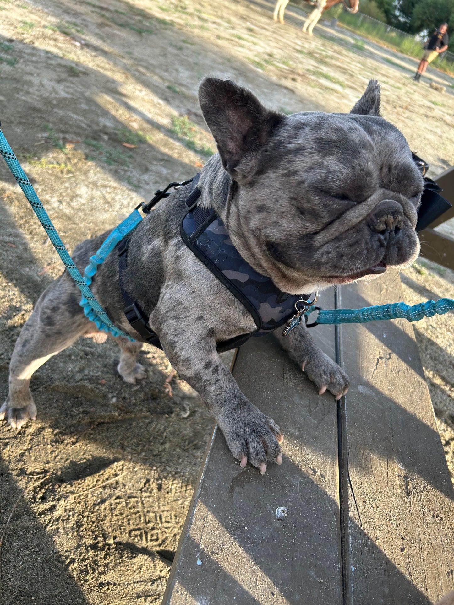 Stud service French bulldog DUKE new shade Merle