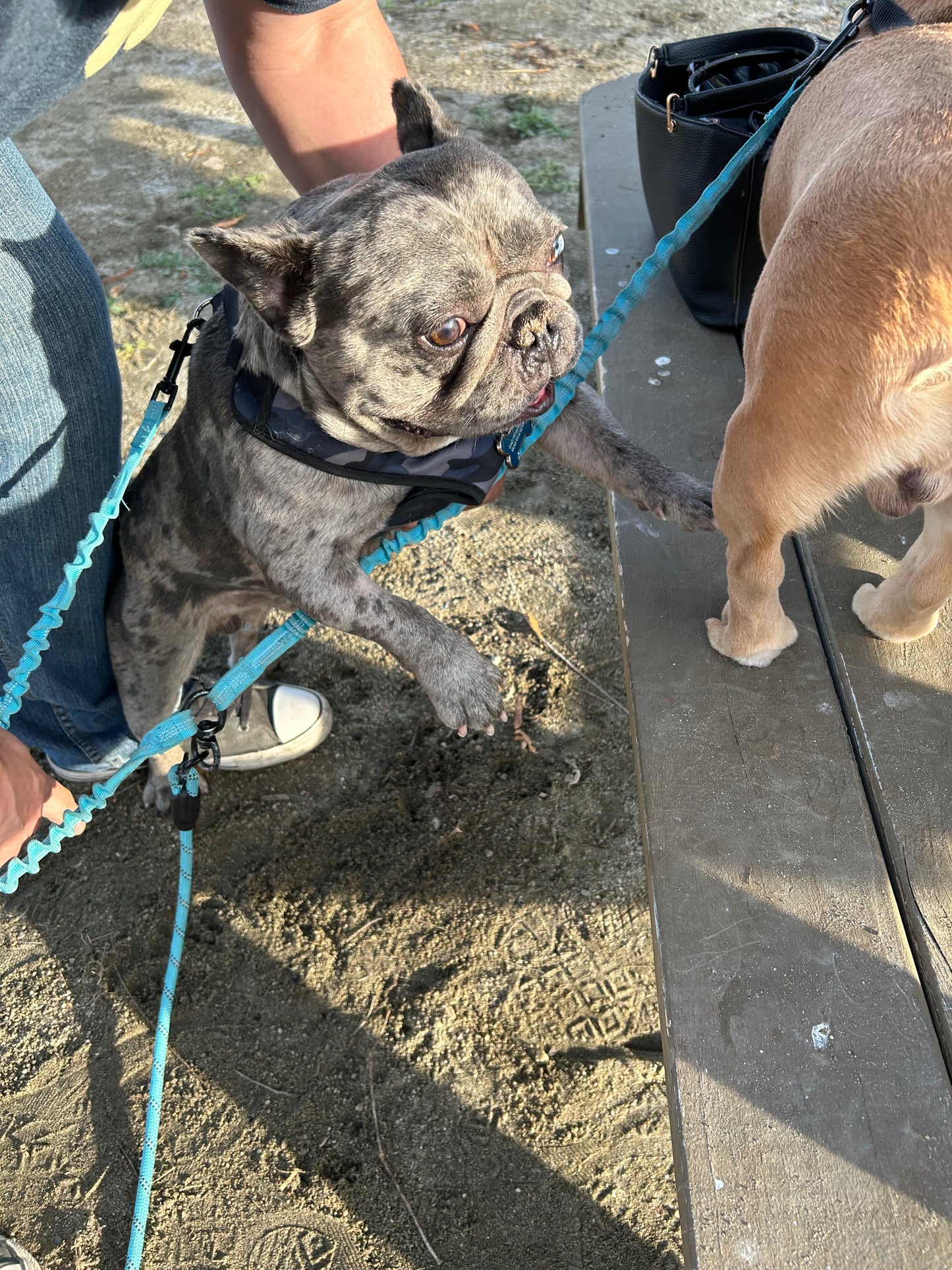Stud service French bulldog DUKE new shade Merle