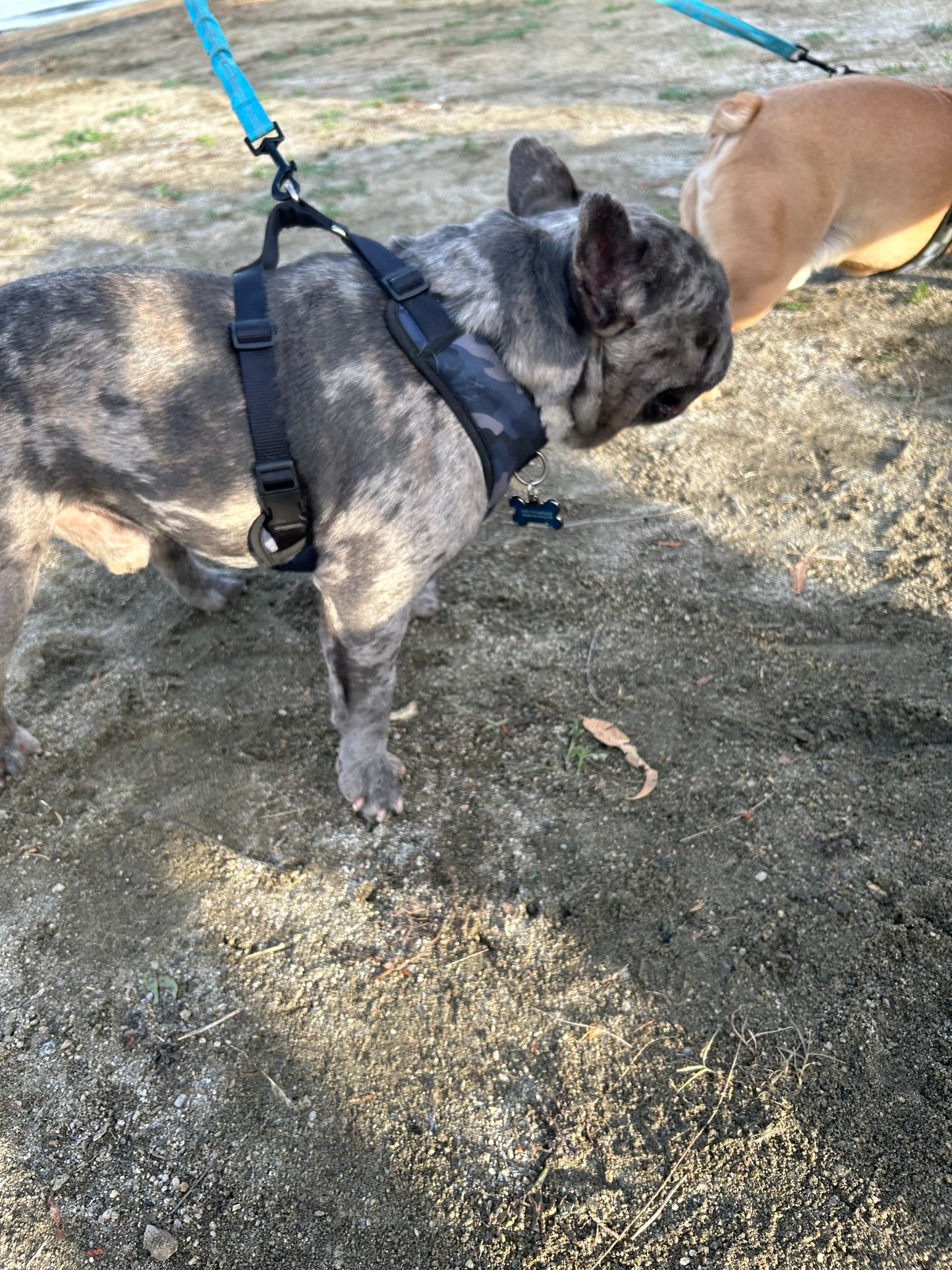 Stud service French bulldog DUKE new shade Merle