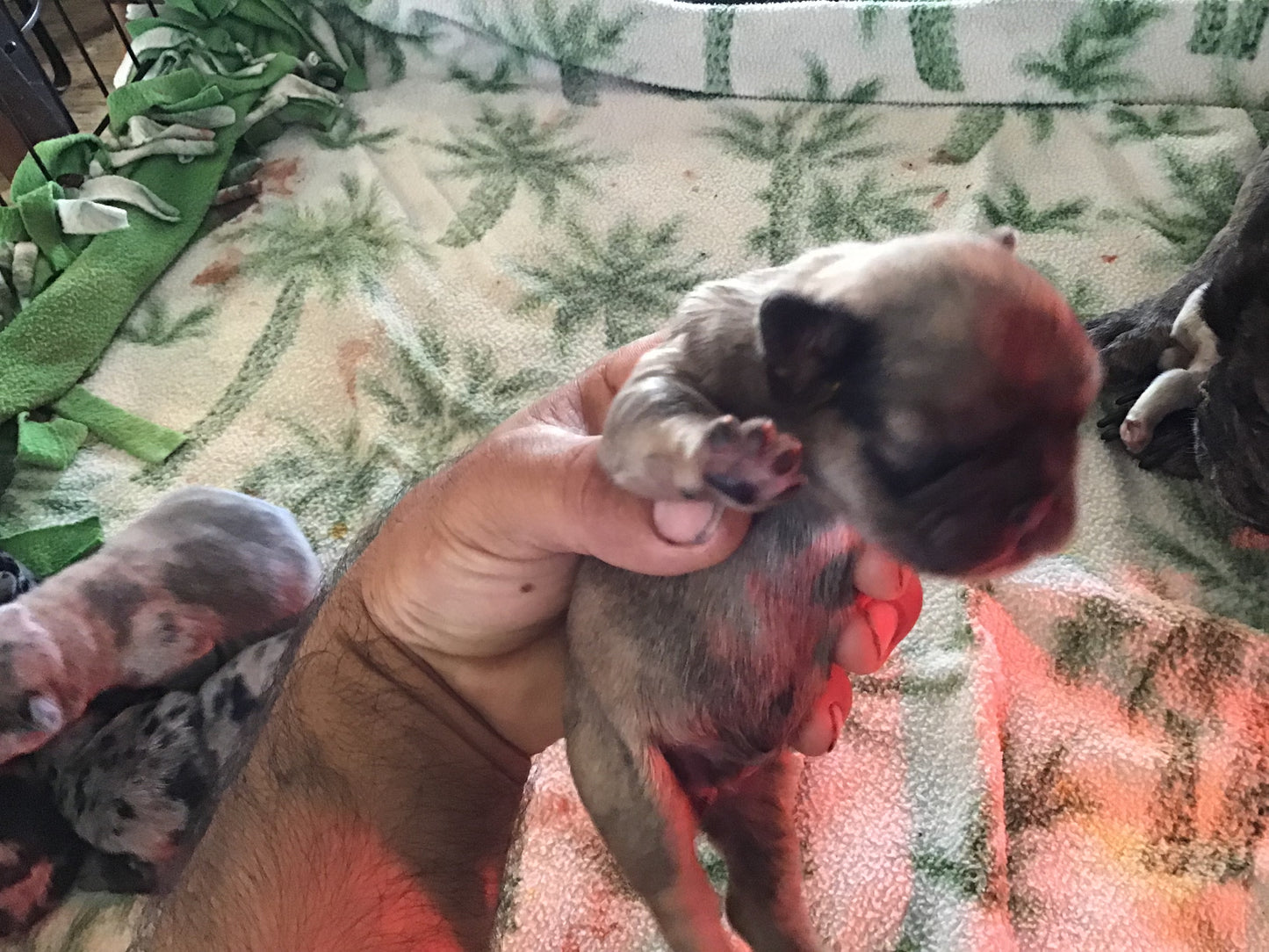 Merle 1/4 fluffy male pink carrier French bulldogs AKC