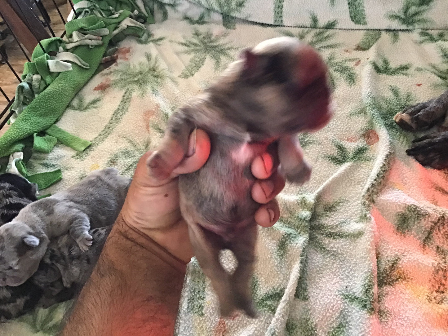 Merle 1/4 fluffy male pink carrier French bulldogs AKC