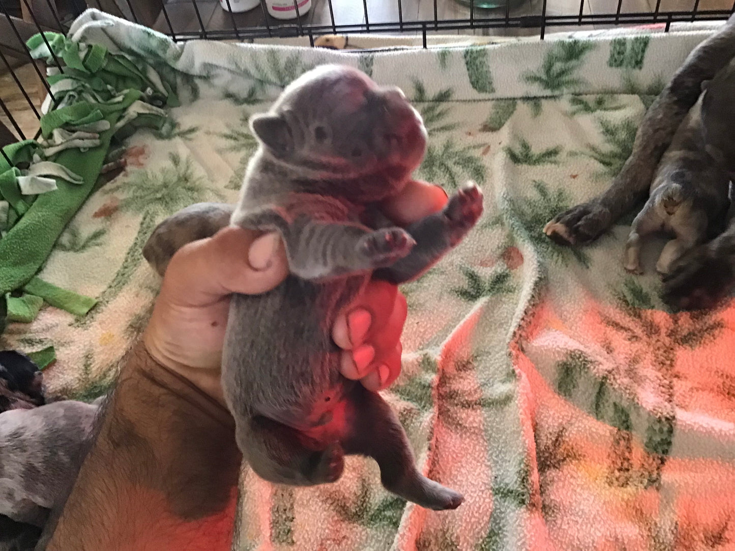 Merle 2/4 fluffy male pink carrier French bulldogs AKC