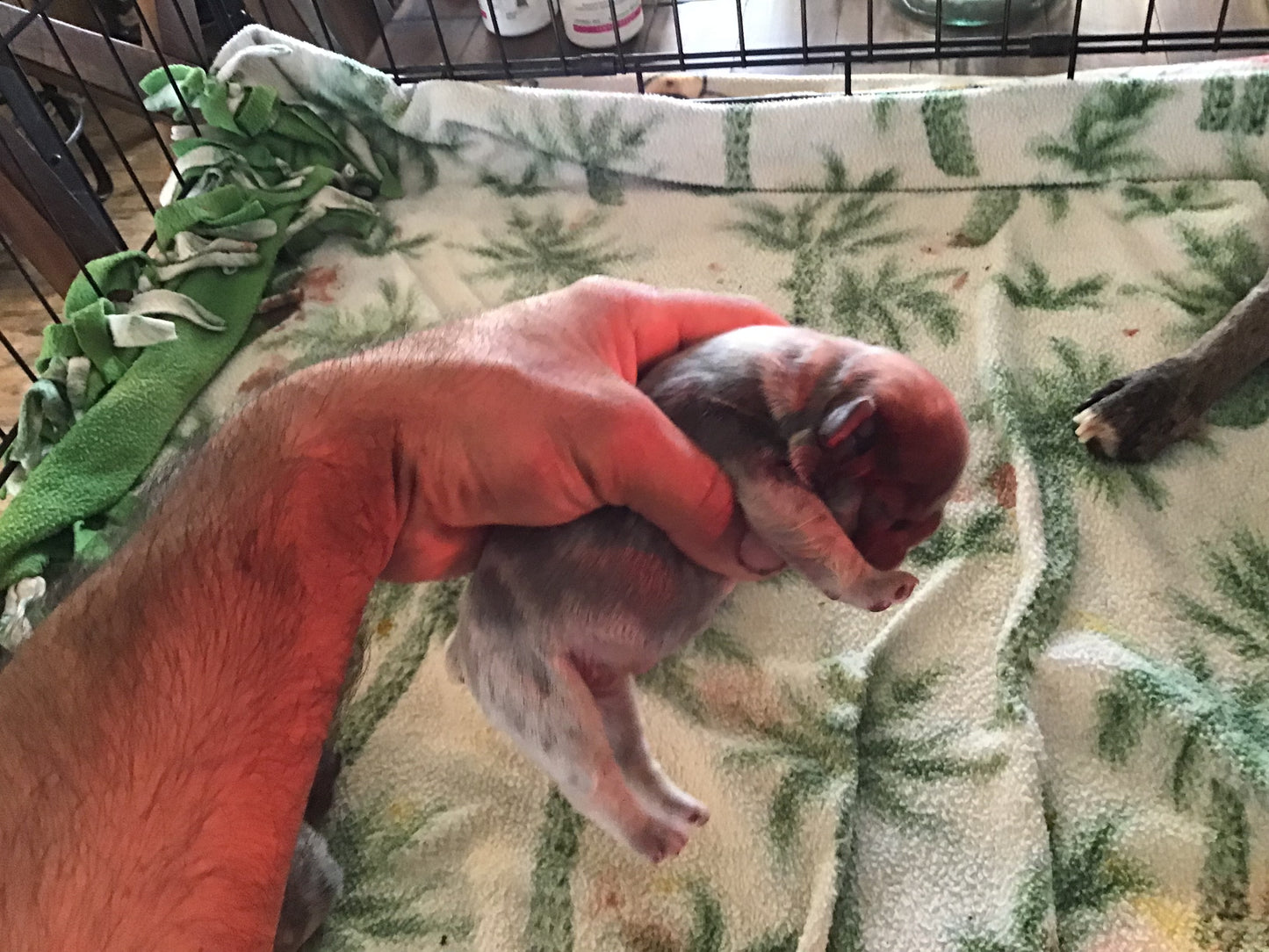 Merle 3/4 fluffy male pink carrier French bulldogs AKC