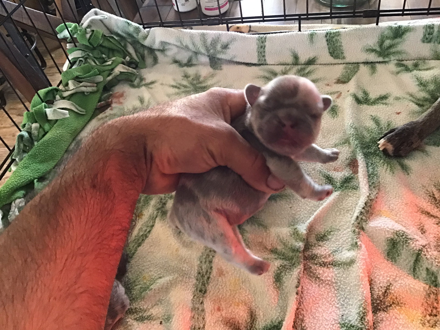Merle 3/4 fluffy male pink carrier French bulldogs AKC