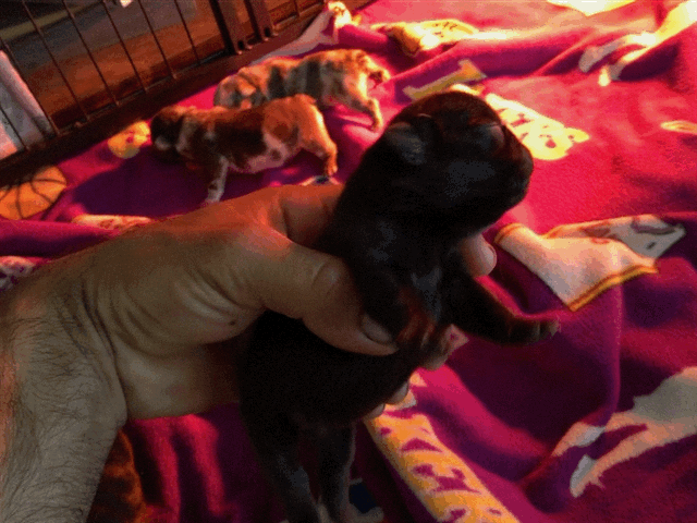 Female Merle micro French Bulldog AKC 1/4