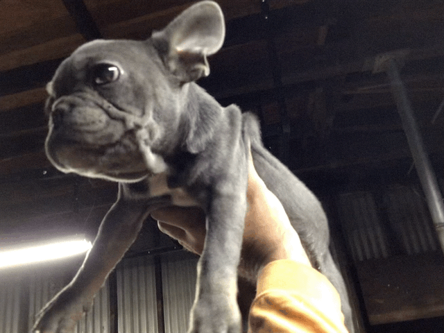 Blue with Tan points French bulldog female AKC