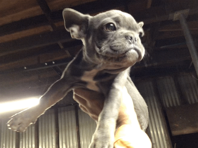 Blue with Tan points French bulldog female AKC