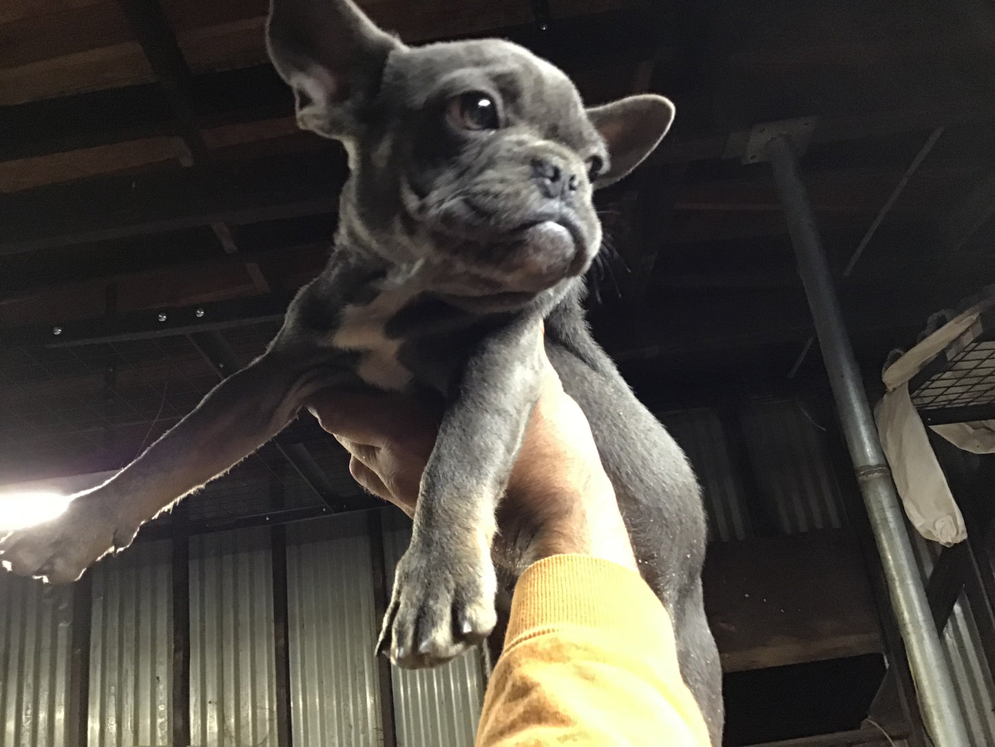 Blue with Tan points French bulldog female AKC
