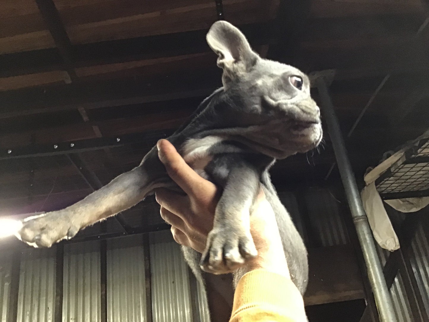 Blue with Tan points French bulldog female AKC