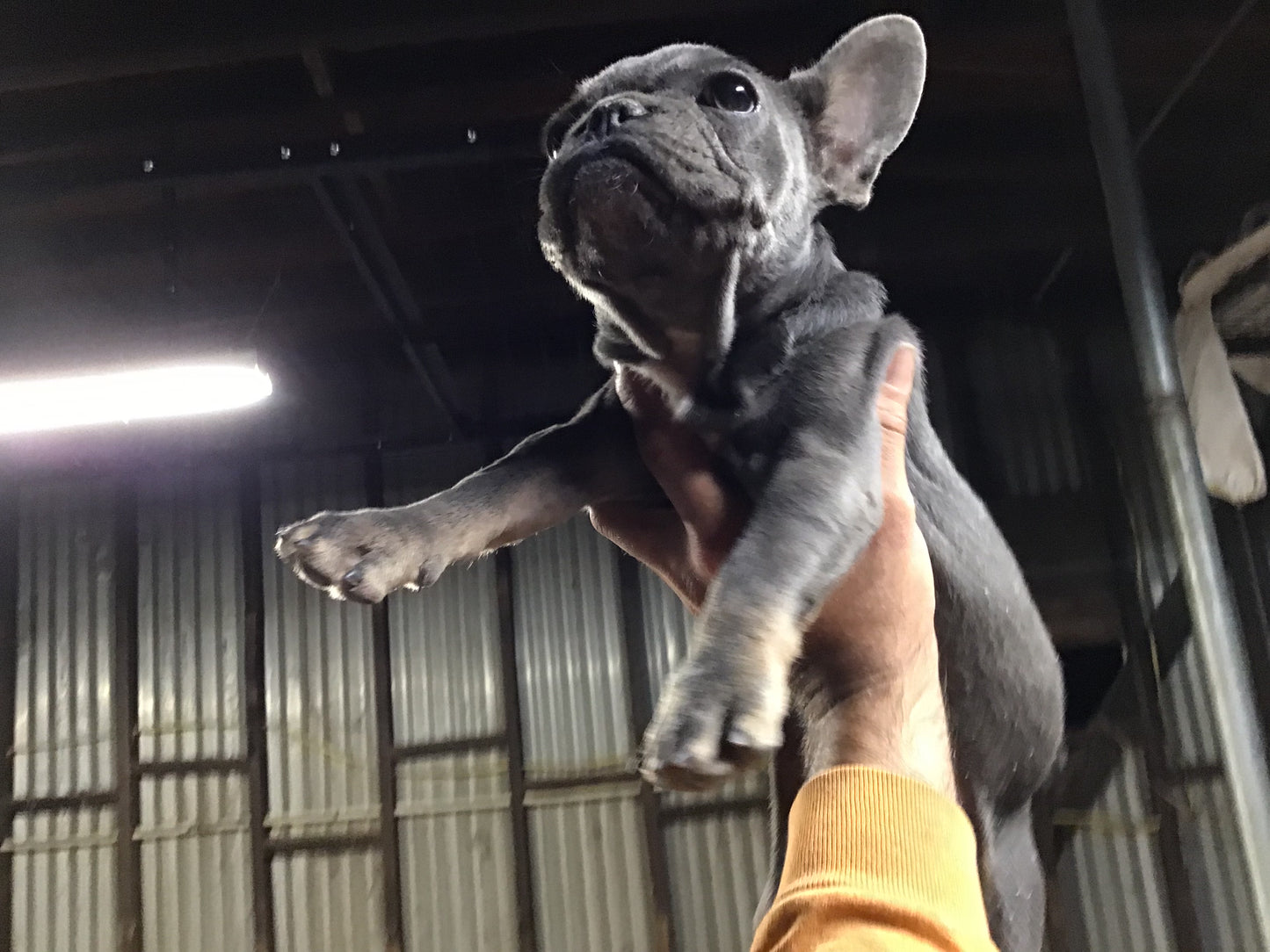 Blue with Tan points French bulldog female AKC