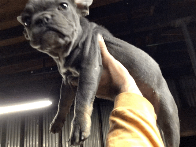 Blue with Tan points French bulldog female AKC